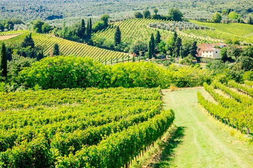 Vineyard grasses
